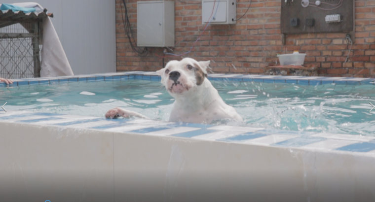 流浪狗梦想成真，有个温暖小窝，吃饱睡好，还有游泳池