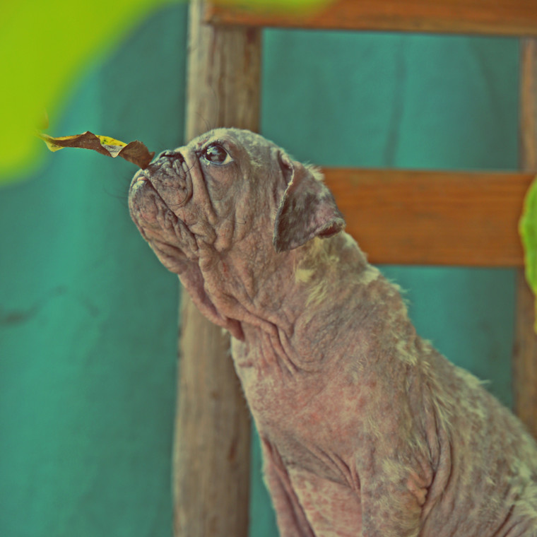 狗狗找回笑容不再流浪，在这之前它差点被安乐死