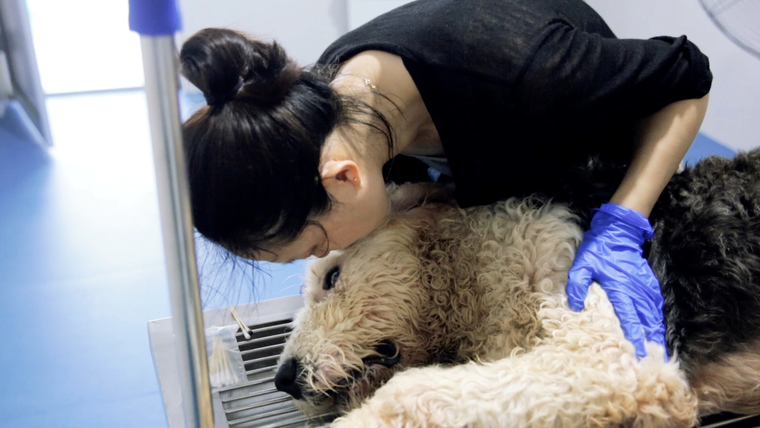 狗狗紧急抽腹水 美女演员全程安抚照料 还做了这样一件事