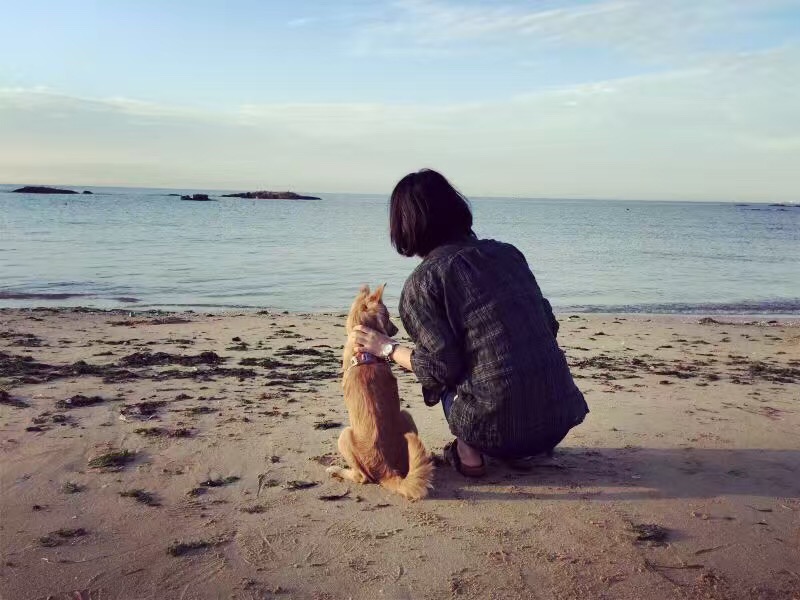 不煽情，但保证你看完后，也想收养一只流浪狗