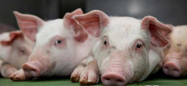 VR进入司法史 也许就要靠一群猪？