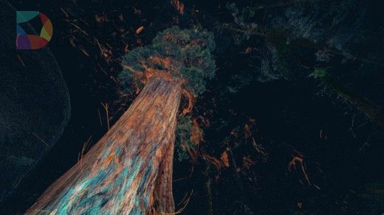 亲密接触大树感受自然环境 英工作室推新型VR软件