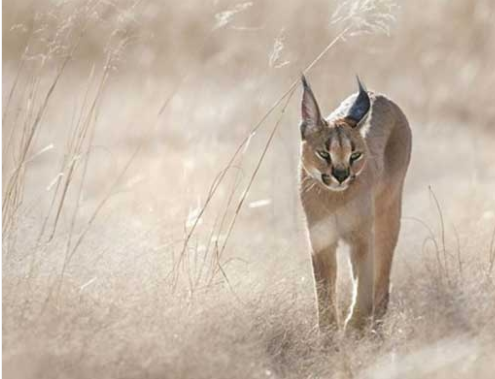 新视角！BBC与Oculus打造VR版动物世界