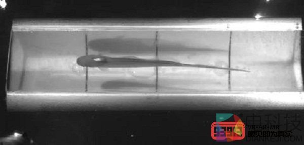 研究人员采用AR技术测试感官反馈系统