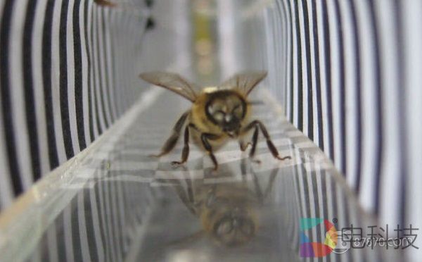 为什么蜜蜂不会迷路？德国科学家用VR研究蜜蜂大脑活动