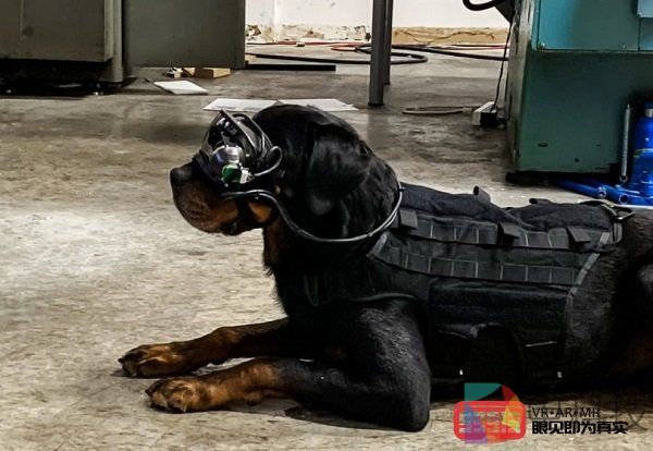 美国陆军正在试验为军犬配备AR眼镜