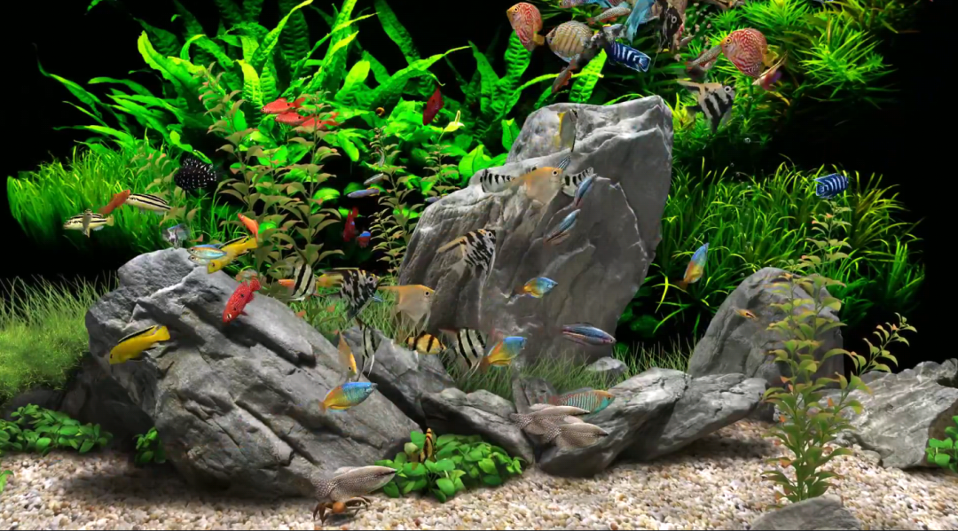 任意窗TV，又一款不可多得的盒子APP，绝对是必装！