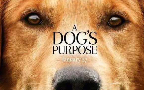 阿里影业国际化开门红 《一条狗的使命》国内票房口碑双炸裂