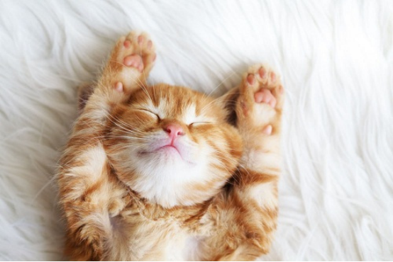 告别脏乱累， CATLINK智能猫砂盘解放铲屎官双手27.png