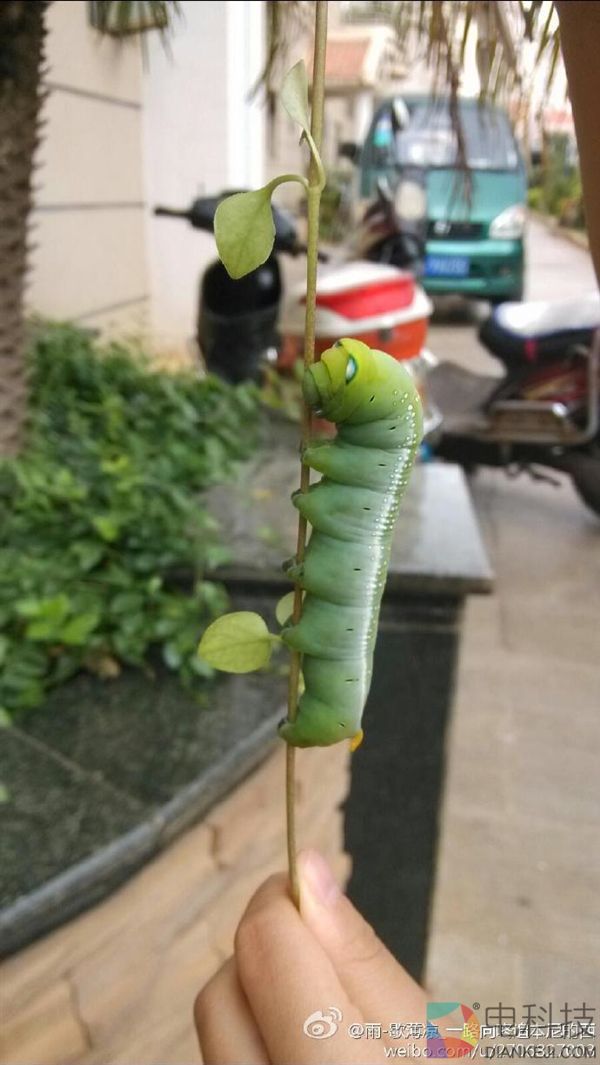 这只虫子“大眼”酷似钢铁侠 博物君实力科普