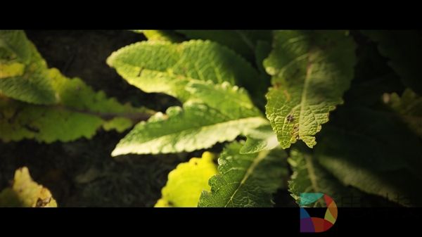 CE引擎植被新突破:超逼真还能流畅100帧