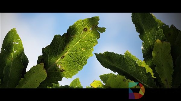 CE引擎植被新突破:超逼真还能流畅100帧