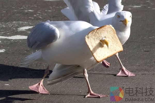 蠢萌！冰岛海鸥吃面包把自己卡住了…