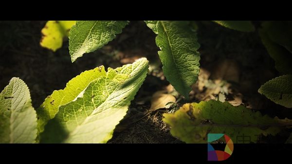 CE引擎植被新突破：超逼真还能流畅100帧