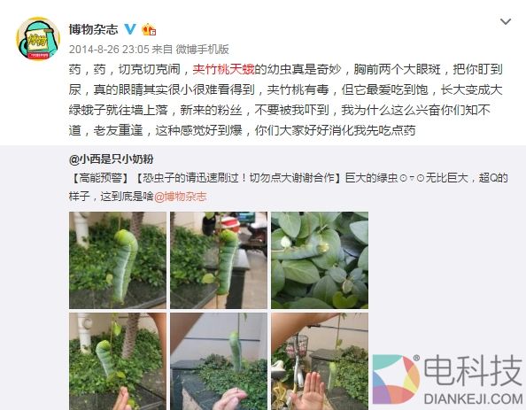 这只虫子“大眼”酷似钢铁侠 博物君实力科普