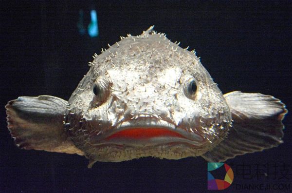 “全球最丑生物”亮相日本 它其实并不真的丑