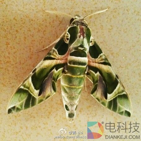 这只虫子“大眼”酷似钢铁侠 博物君实力科普