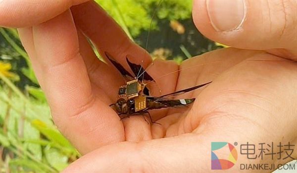 只靠一个小元件 活体蜻蜓变成机器人