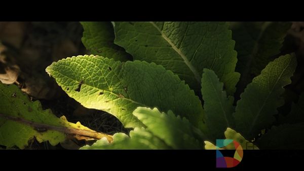 CE引擎植被新突破:超逼真还能流畅100帧