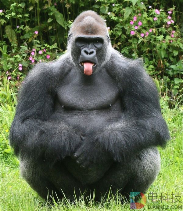 彪悍大猩猩拍照时突然吐舌头 游客凌乱了