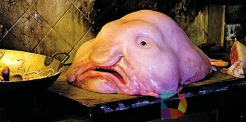 “全球最丑生物”亮相日本 它其实并不真的丑