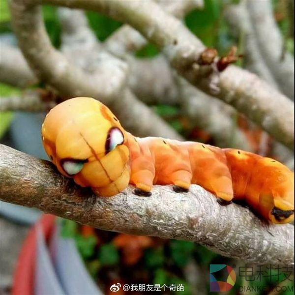 这只虫子“大眼”酷似钢铁侠 博物君实力科普