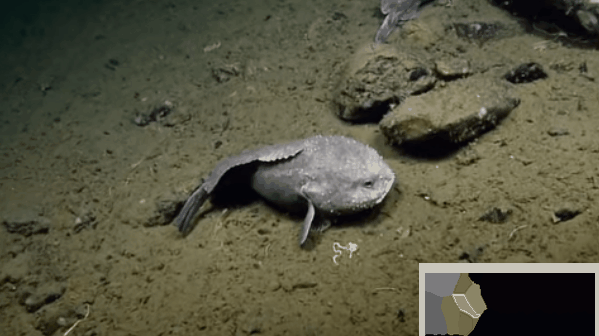 “全球最丑生物”亮相日本 它其实并不真的丑