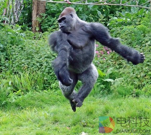 彪悍大猩猩拍照时突然吐舌头 游客凌乱了