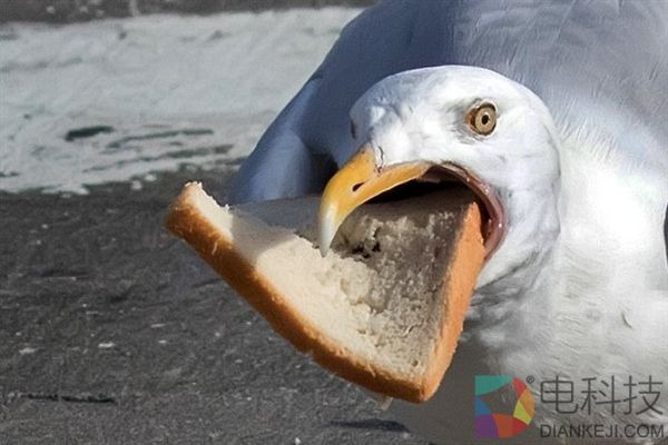 蠢萌!冰岛海鸥吃面包把自己卡住了…