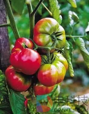 西红柿为什么没小时候好吃了？科学家找到真相