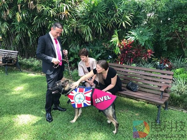 警犬太温柔不忍抓坏蛋 被开除后找到美差