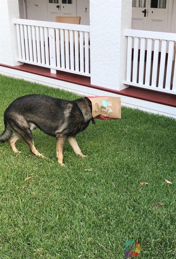 警犬太温柔不忍抓坏蛋 被开除后找到美差