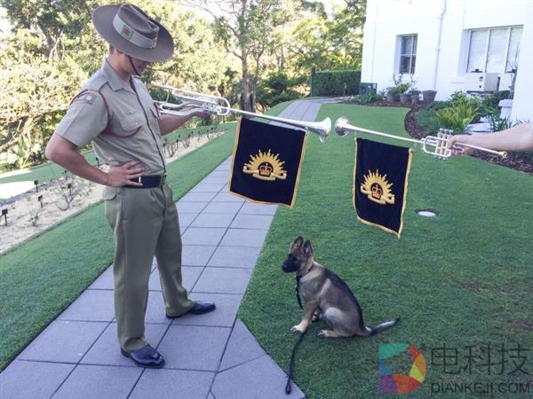 警犬太温柔不忍抓坏蛋 被开除后找到美差