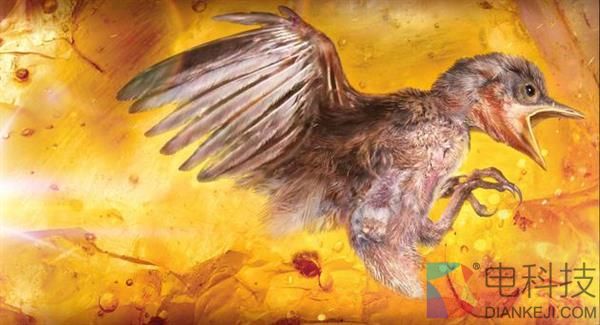 全球首见！琥珀中首次发现雏鸟化石 金黄鸟足醒目