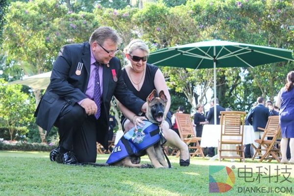 警犬太温柔不忍抓坏蛋 被开除后找到美差