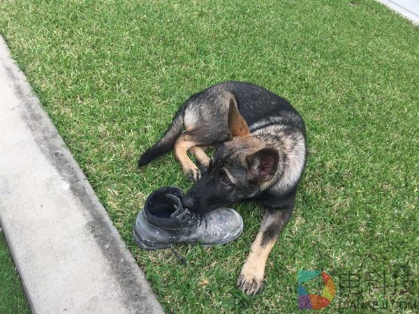 警犬太温柔不忍抓坏蛋 被开除后找到美差