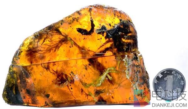 全球首见！琥珀中首次发现雏鸟化石 金黄鸟足醒目