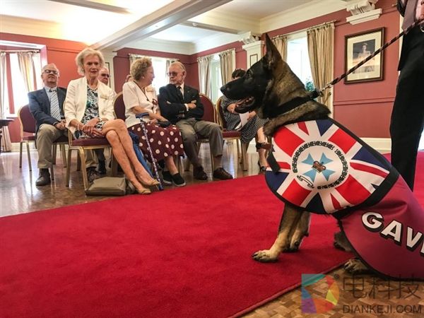 警犬太温柔不忍抓坏蛋 被开除后找到美差