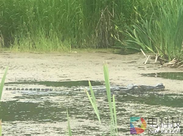 河中“鳄鱼”吓坏老外 得知真相众人懵圈