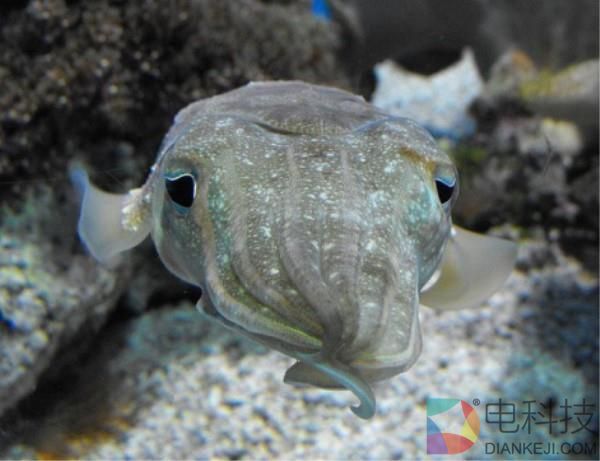 好好的一只乌贼 你模仿寄居蟹干啥？