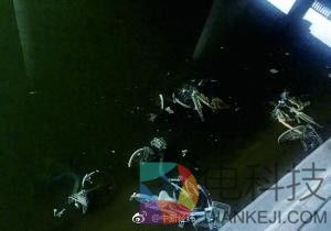 北京一河段放水浮出30余辆共享单车 车身长满绿毛