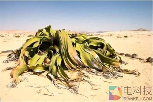 神奇：百岁兰的叶子能“长命百岁”