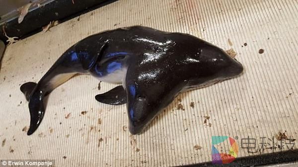 罕见！荷兰渔民捉到首只双头海豚