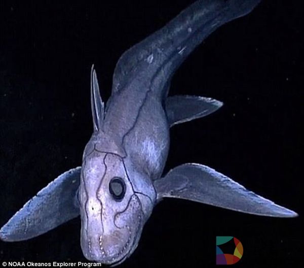 深海中最诡异、最神秘生物鬼鲨惊现：太奇葩