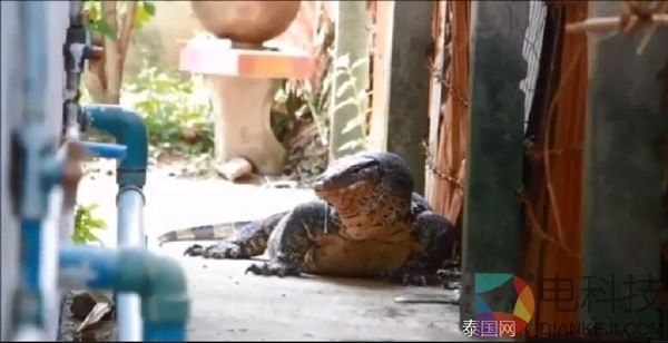 200多斤巨型蜥蜴爬进民居散步 竟认为能带来好运