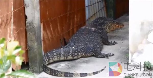 200多斤巨型蜥蜴爬进民居散步 竟认为能带来好运