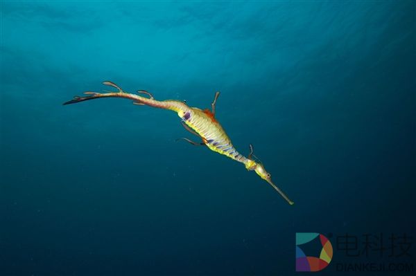 动物界最了不起的爸爸：同时也是妈妈