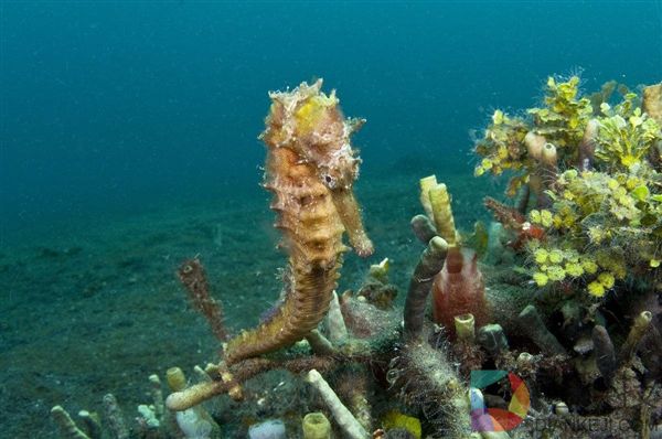 动物界最了不起的爸爸：同时也是妈妈