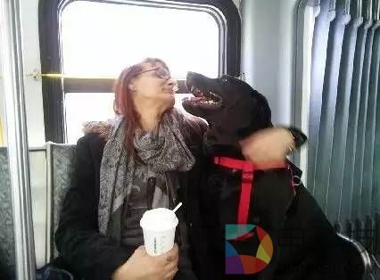 这只狗每天自己坐公交去公园：坚持了四年