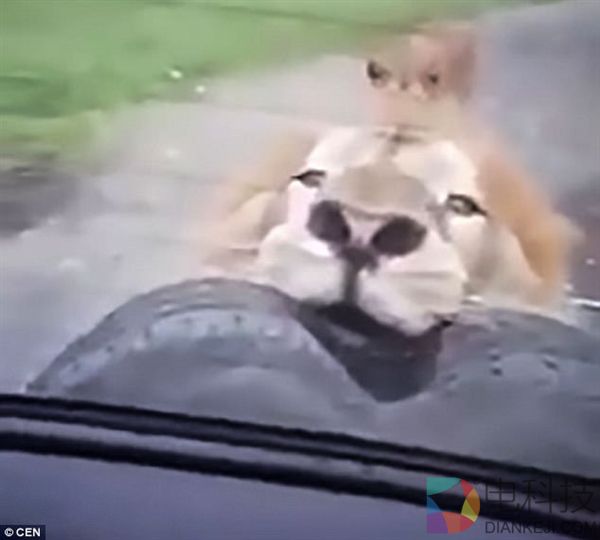 惊魂一刻：一家人开车游玩 狮子咬轮胎一路追随